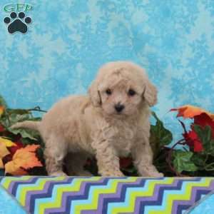 Pistachio, Bich-Poo Puppy